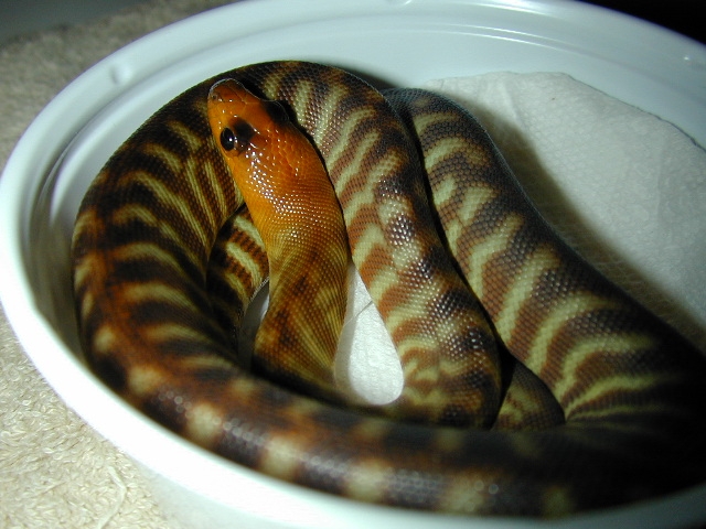 woma